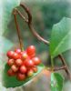 Schisandra Chinensis P.E.